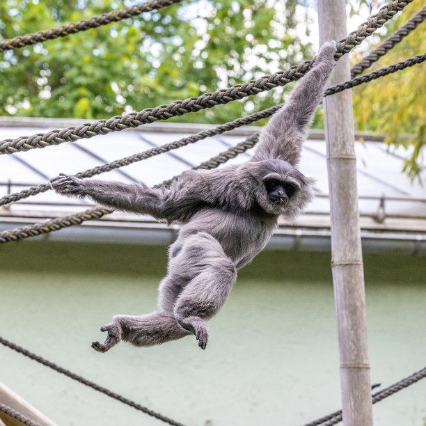 德国公园里的银长臂猿图片下载