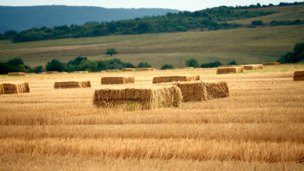 农田景观，稻草捆在茬上图片下载