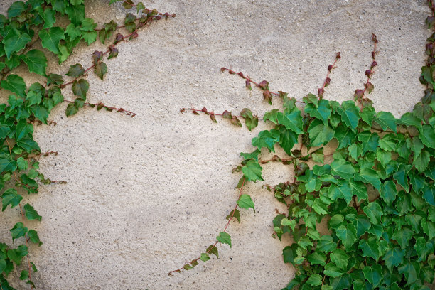 墙上的背景是常春藤图片下载