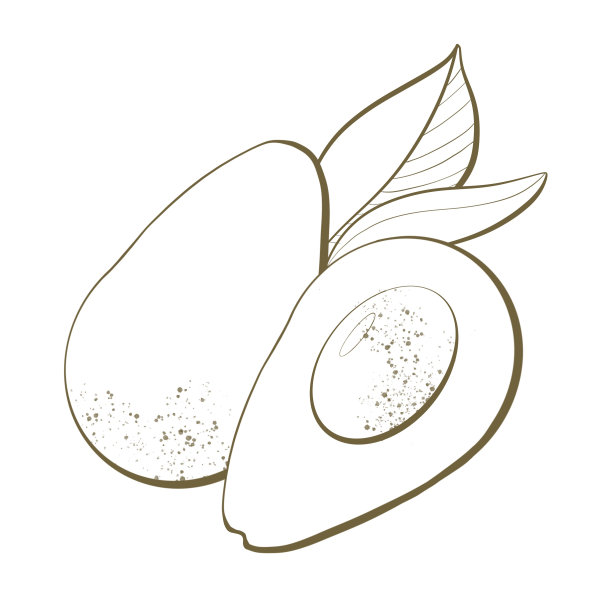 轮廓线素描特写设计元素包装自然风格的健康食品水果绿色成熟的牛油果与叶子图片下载