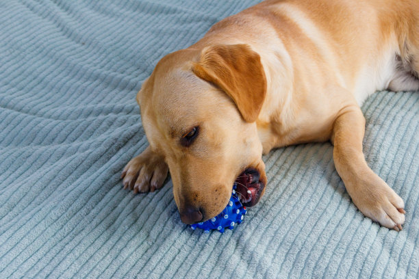 玩球玩具的拉布拉多寻回犬图片下载