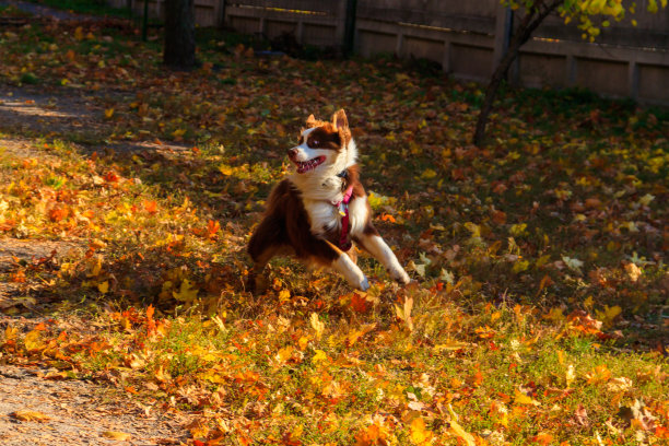澳大利亚牧羊犬在秋天的公园里奔跑图片下载