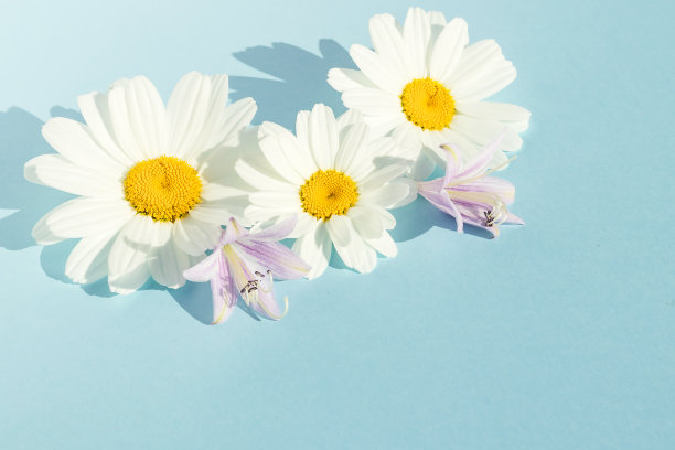 新鲜的白色洋甘菊花序和玉簪花序的插花。为设计。图片下载