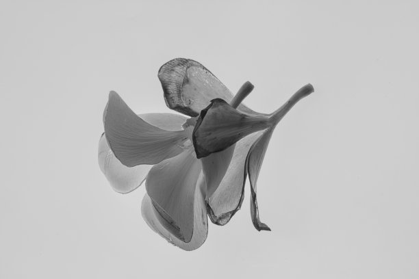 黑色和白色的花头孤立在白色背景。创造性的成分。图片下载