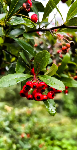 红色的浆果植物图片下载