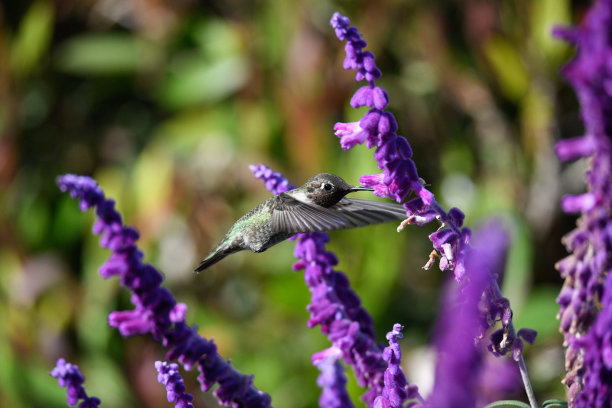 安娜的蜂鸟图片下载