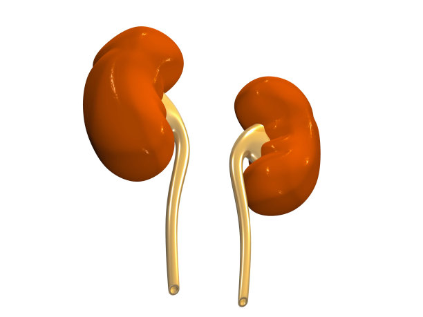 人类肾脏解剖图片下载