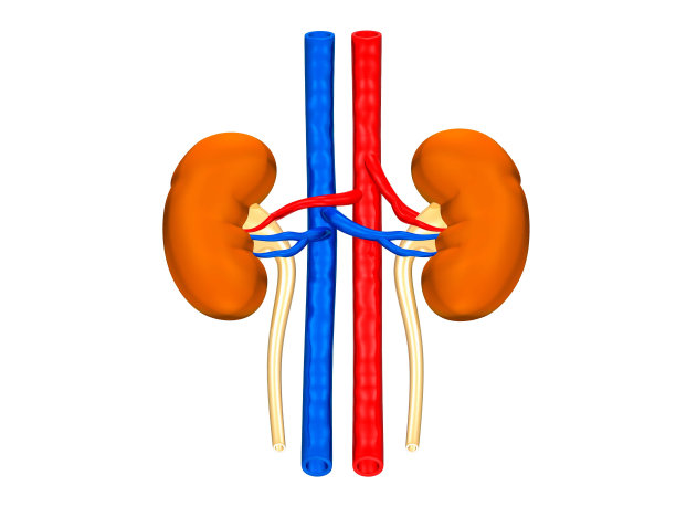 人类肾脏解剖图片下载