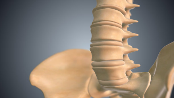 具有骨盆医学背景的人体脊柱图片下载