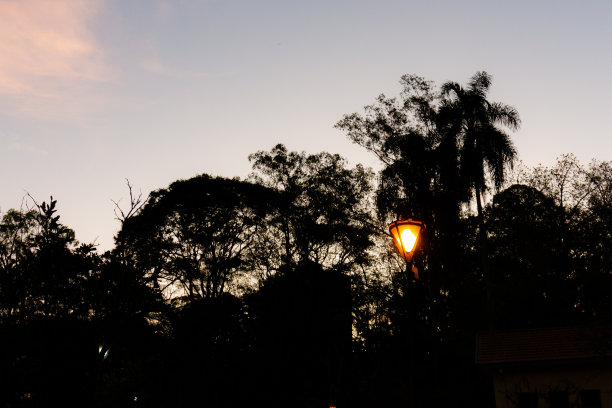 与植被形成对比的杆状光图片下载