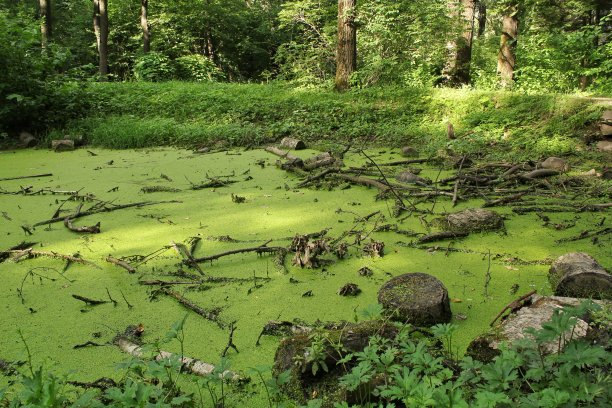 湿地枯树干燥，夏季有根有流的森林沼泽图片下载