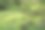湿地枯树干燥，夏季有根有流的森林沼泽图片下载