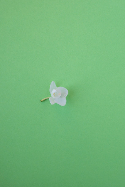 白色兰花花孤立在绿色图片下载