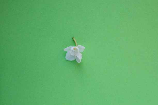 白色兰花花孤立在绿色图片下载