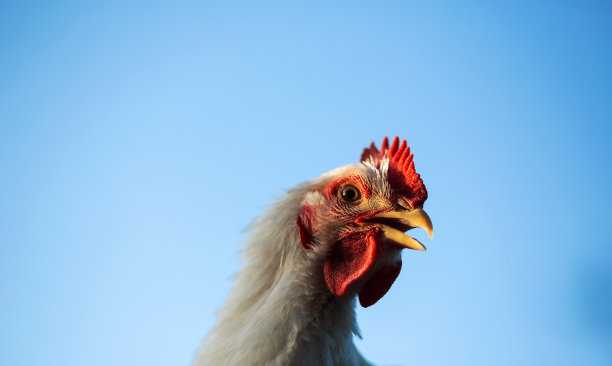 一头白色的肉鸡公鸡。红色的梳子。农业、畜牧业图片下载