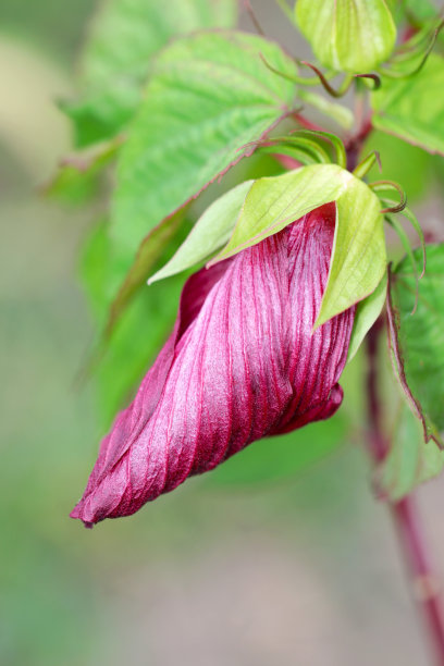 别致的红紫色头沼泽玫瑰锦葵芽。钻头状的:钻头状的特写微距照片。图片下载