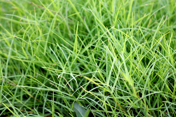 早上的绿草图片下载