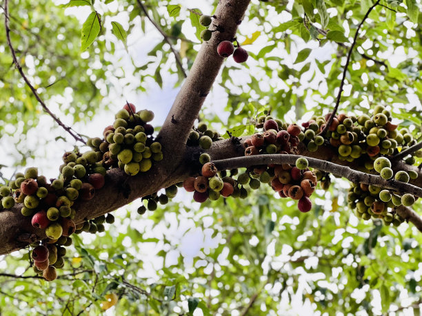 无花果的果实图片下载