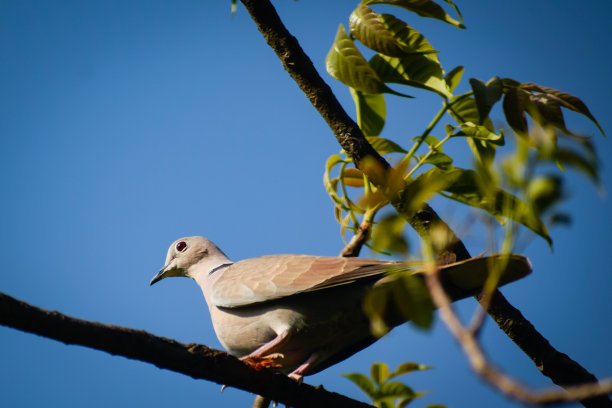 欧亚有领鸽子坐在树枝上，以蓝天为背景图片下载