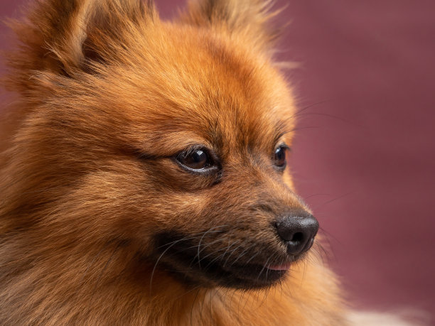 棕色背景的斯皮兹肖像。猎犬的狗。图片下载