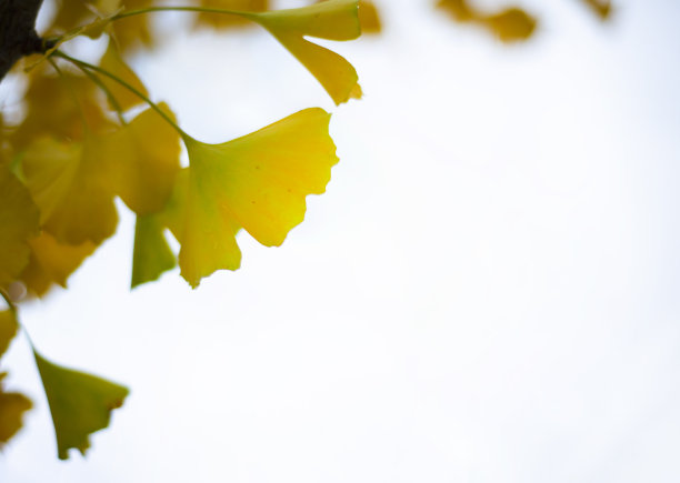 银杏叶映着天空。秋叶之静美。复制文本空间。角落里的文本。帧的公告。图片下载