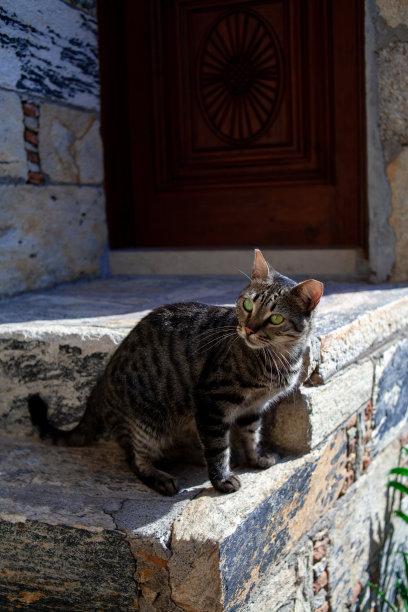 流浪猫站在街上的石阶上。绿色眼睛的家猫。饥饿的街头条纹猫。图片下载