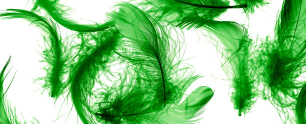 绿色的鸭子羽毛在白色孤立的背景图片下载