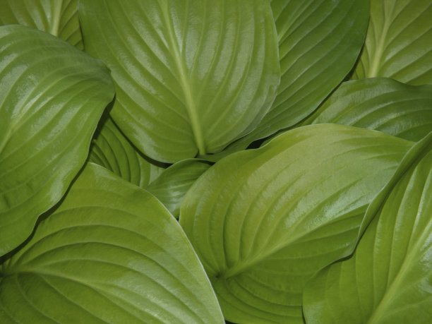 抽象的绿叶纹理，自然的背景图片下载