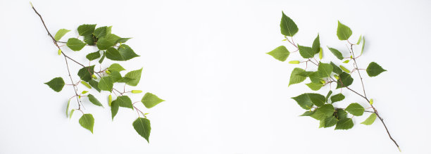 横幅。白底上翠绿的白桦枝。副本的空间。前视图。图片下载