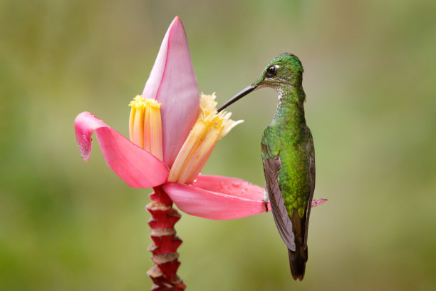 在丛林中吮吸甘露的鸟。光辉皇后，海参，自然界中美丽的蜂鸟。来自厄瓜多尔的长尾绿鸟。热带自然的野生动物场景。图片下载