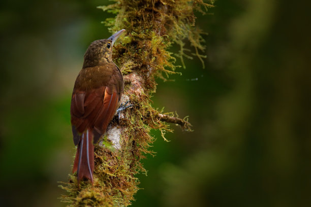 花斑攀林鸟，红火剑鸟，森林栖息地的野生鸟类。自然界的野生动物场景，观鸟厄瓜多尔，南美洲。鸟在多刺的树干上。图片下载