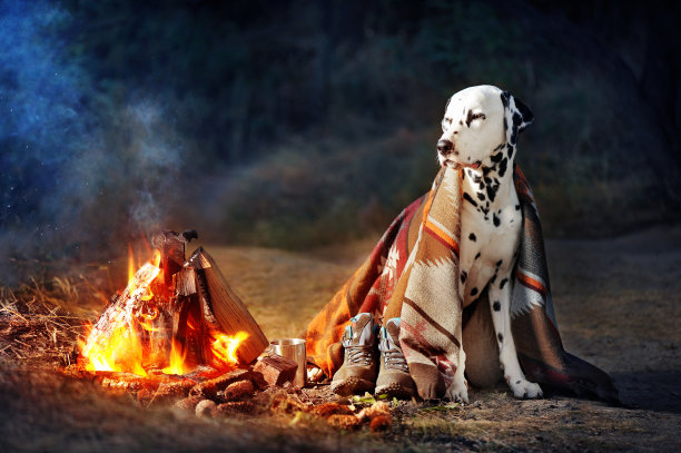 一只达尔马提亚狗在营火下休息图片下载