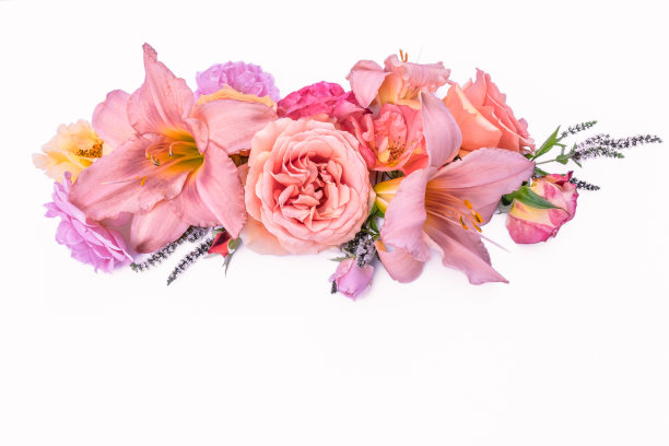 白色背景上的粉色花朵。图片下载