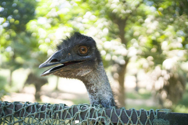 篱笆里的鸵鸟图片下载