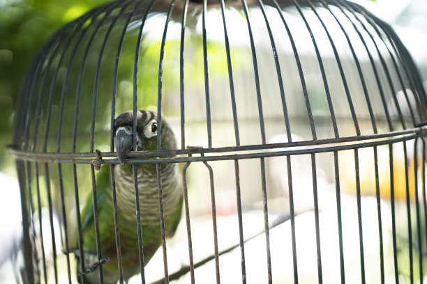 鹦鹉的笼子里图片下载