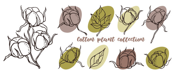 棉花植物收集轮廓向量插图。手绘雕刻花卉，树叶，植物零件的标志设计和婚礼邀请。植物乡村时尚素描上的色斑图片下载