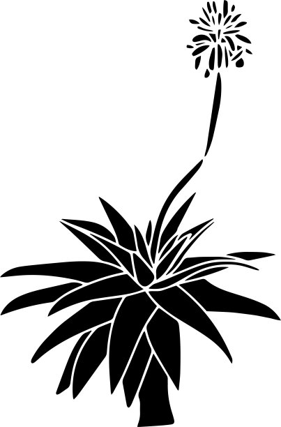 Gasteria矢量模板，黑色和白色图片下载