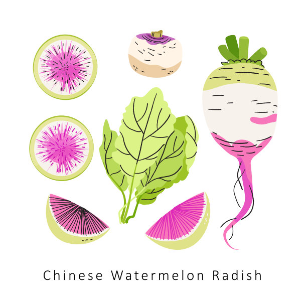 粉色西瓜萝卜向量设置在白色背景上。秋冬丰收平插图图片下载