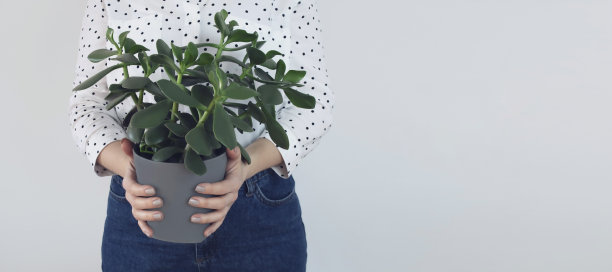 成年妇女拿着克拉苏拉植物在日光下，选择性聚焦图片下载