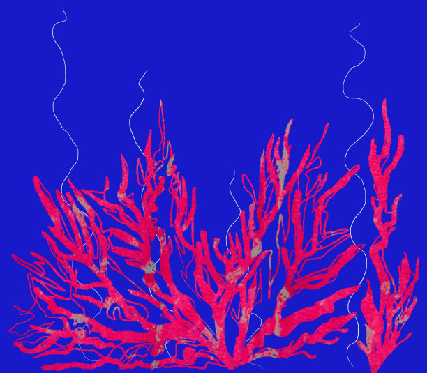 红色的珊瑚图片下载
