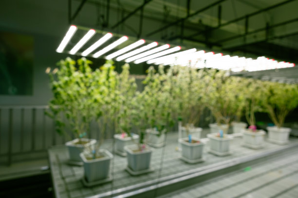 种植大麻横幅背景。种植经营系统大麻农场用于商业大麻经营。图片下载