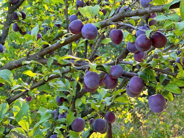 果园里的李树。图片下载