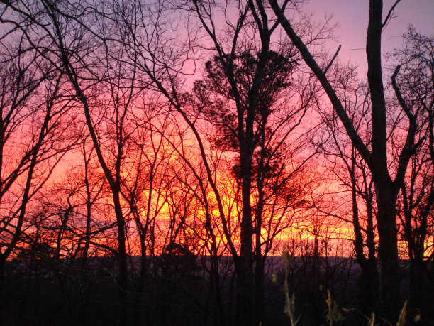 日出在树林中燃烧图片下载