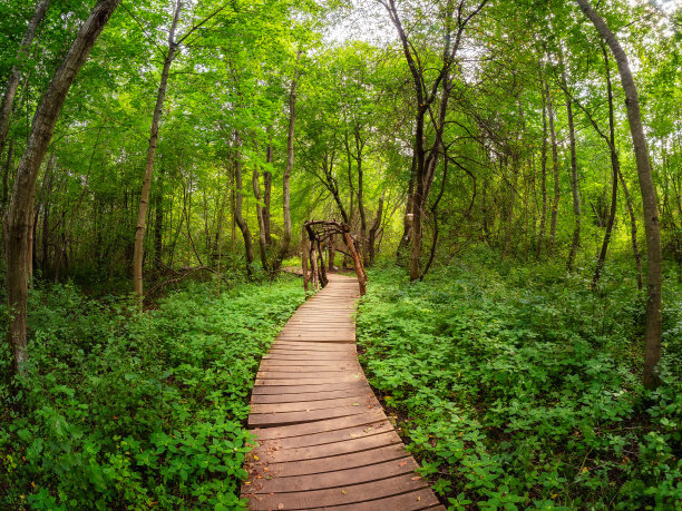 木板路上的木制隧道。木制甲板，没有人的生态步道，直接穿过别致的深绿色森林。图片下载