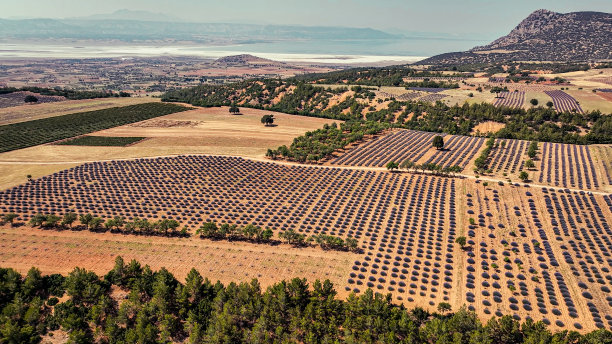 田园诗的薰衣草田对天空，无人机视角通过薰衣草田在，有机紫色背景，薰衣草田的鸟瞰图图片下载