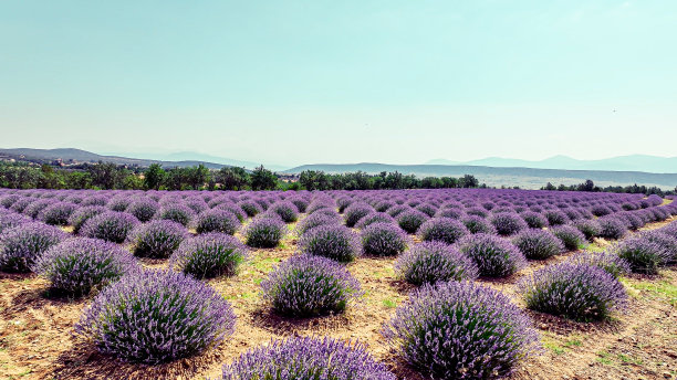 田园诗的薰衣草田对天空，无人机视角通过薰衣草田在，有机紫色背景，薰衣草田的鸟瞰图图片下载