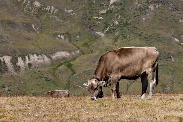 在山上吃东西的牛图片下载