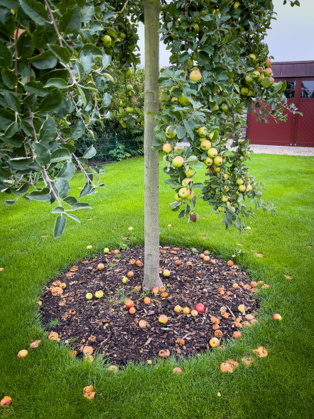 苹果使苹果树的树枝弯下来图片下载