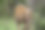 草原之王的美丽肖像，年轻的狮子走在草地上锐利的目光在肯尼亚，非洲的马赛马拉国家保护区图片下载