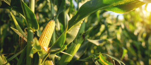 有机玉米田玉米芯选择性聚焦图图片下载